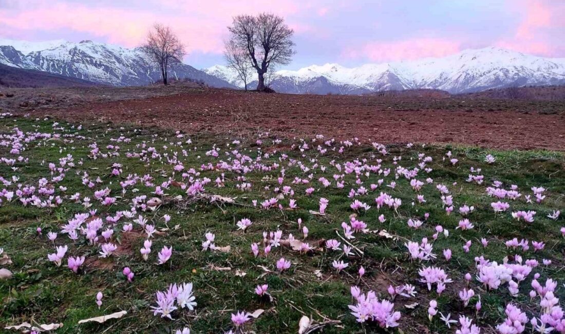 Elazığ’ın Arıcak ilçesinde baharın habercisi çiğdemler erken açtı. Elazığ’ın Arıcak