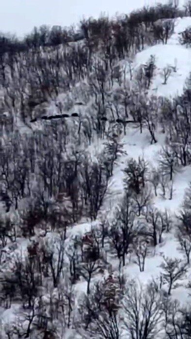 Elazığ’da kar üstünde koşan domuz sürüsünü görüntüleyen şahıs, ‘ordu geliyor’
