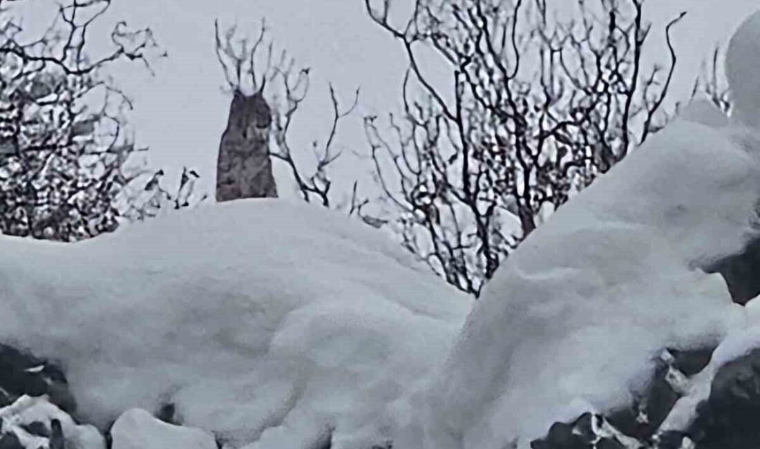 Elazığ’ın Karakoçan ilçesinde vaşak, karla kaplı dağlık alanda görüntülendi. Elazığ’ın