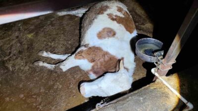 Adıyaman’ın Gerger ilçesinde elektrik kaçağından dolayı 8 büyükbaş hayvan telef