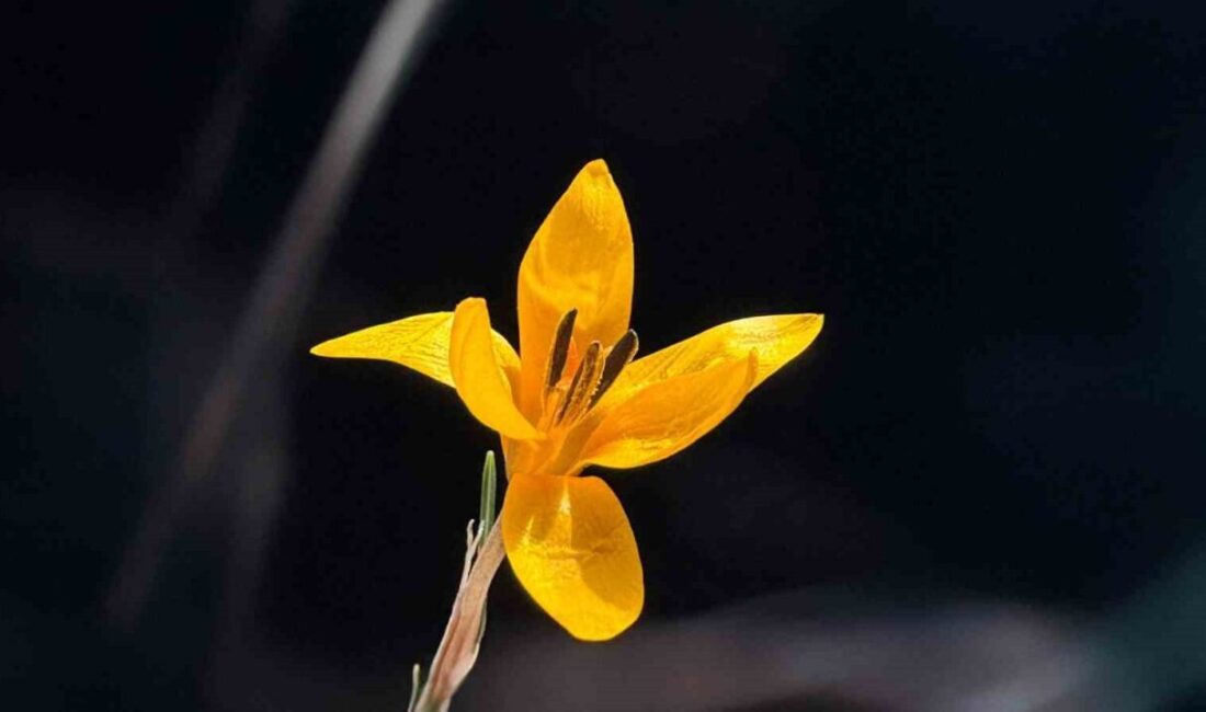 Çameli’nin yüksek rakımlı yaylalarında kışın sakinliği yerini renklere bırakırken, endemik