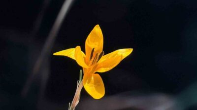 Çameli’nin yüksek rakımlı yaylalarında kışın sakinliği yerini renklere bırakırken, endemik