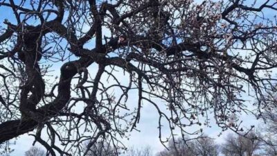 Diyarbakır’ın Ergani ilçesinde badem ağaçları çiçek açtı. Ergani ilçesinde mevsim