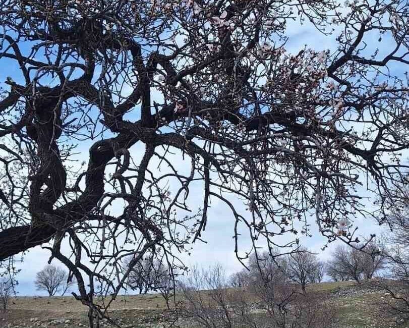 Diyarbakır’ın Ergani ilçesinde badem ağaçları çiçek açtı. Ergani ilçesinde mevsim
