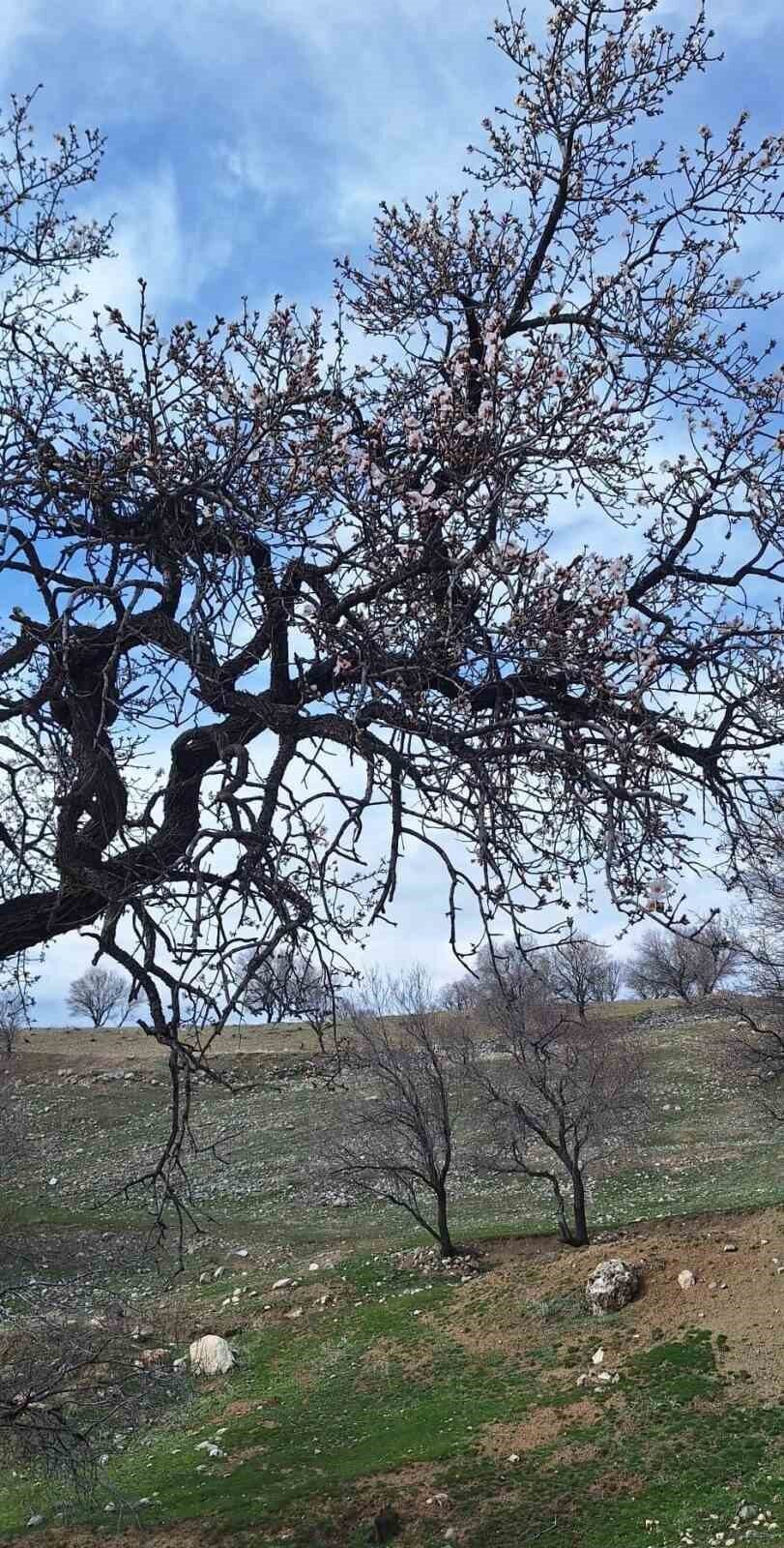 Diyarbakır’ın Ergani ilçesinde badem ağaçları çiçek açtı. Ergani ilçesinde mevsim