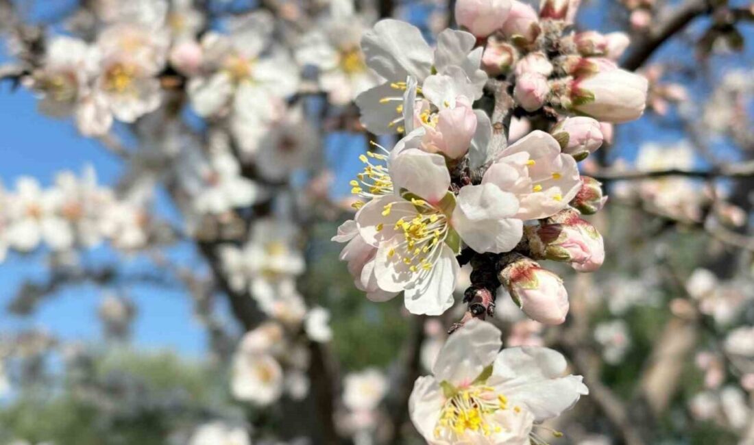 Manisa’da şubat ayında erken açan meyve ağaçları üreticiyi tedirgin etti.