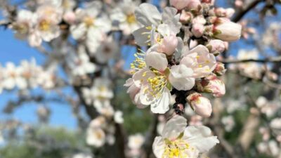 Manisa’da şubat ayında erken açan meyve ağaçları üreticiyi tedirgin etti.