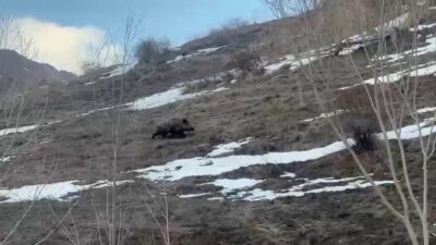Erzurum’un Güzel Hisar Mahallesi’nde sürüsünü kaybeden yavru yaban domuzu cep