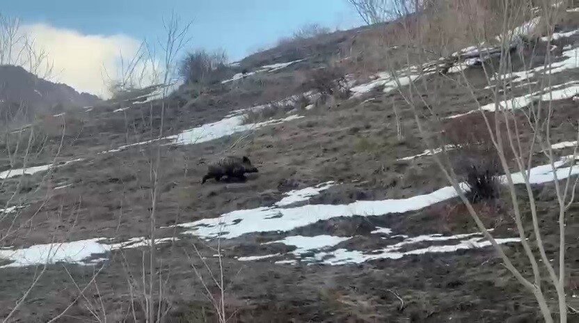 Erzurum’un Güzel Hisar Mahallesi’nde sürüsünü kaybeden yavru yaban domuzu cep