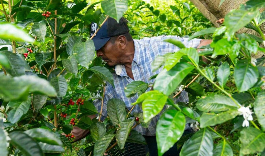 Espressolab, kahve üretiminde şeffaflık ve sürdürülebilirlik konusunda önemli bir adım