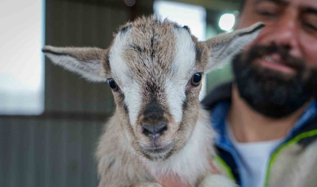 Ankara’da hobi olarak cüce keçi besiciliğine başlayan Erdinç Kızılçelik, bakımı