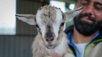 Ankara’da hobi olarak cüce keçi besiciliğine başlayan Erdinç Kızılçelik, bakımı