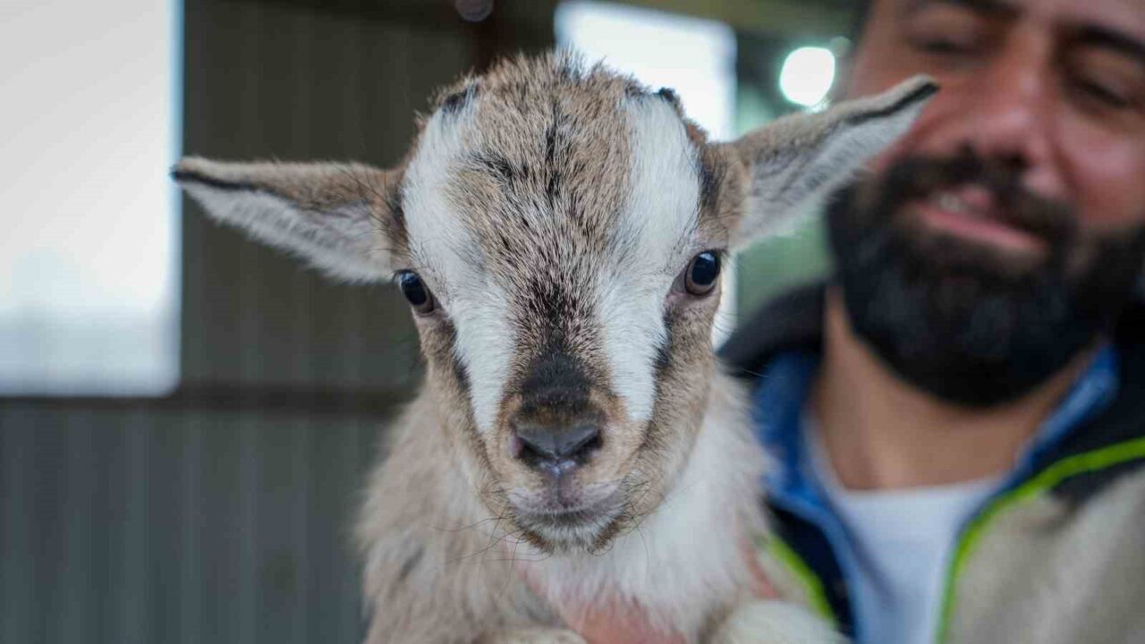 Ankara’da hobi olarak cüce keçi besiciliğine başlayan Erdinç Kızılçelik, bakımı