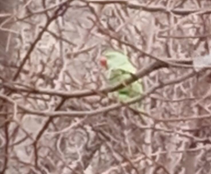 Buldan’da kafesinden kaçtığı tahmin edilen Pakistan papağanı, yaklaşık iki buçuk