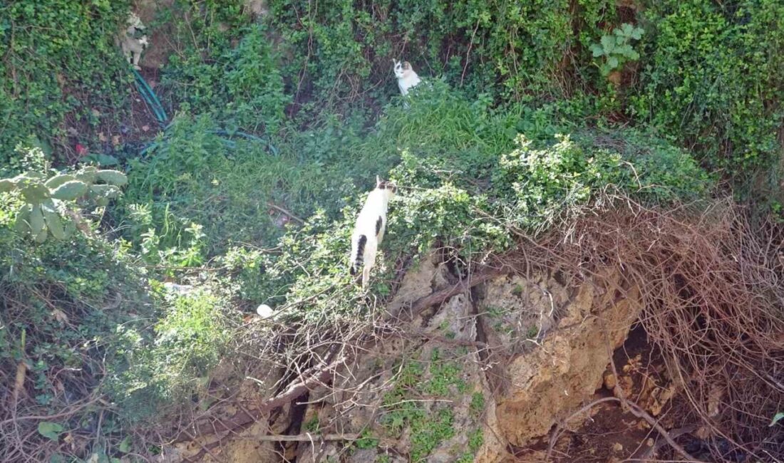 Antalya’da 30 metrelik falezlerin uçurum kısmına çıkan kediler, çevredeki vatandaşları