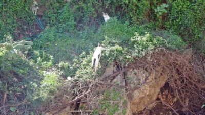 Antalya’da 30 metrelik falezlerin uçurum kısmına çıkan kediler, çevredeki vatandaşları