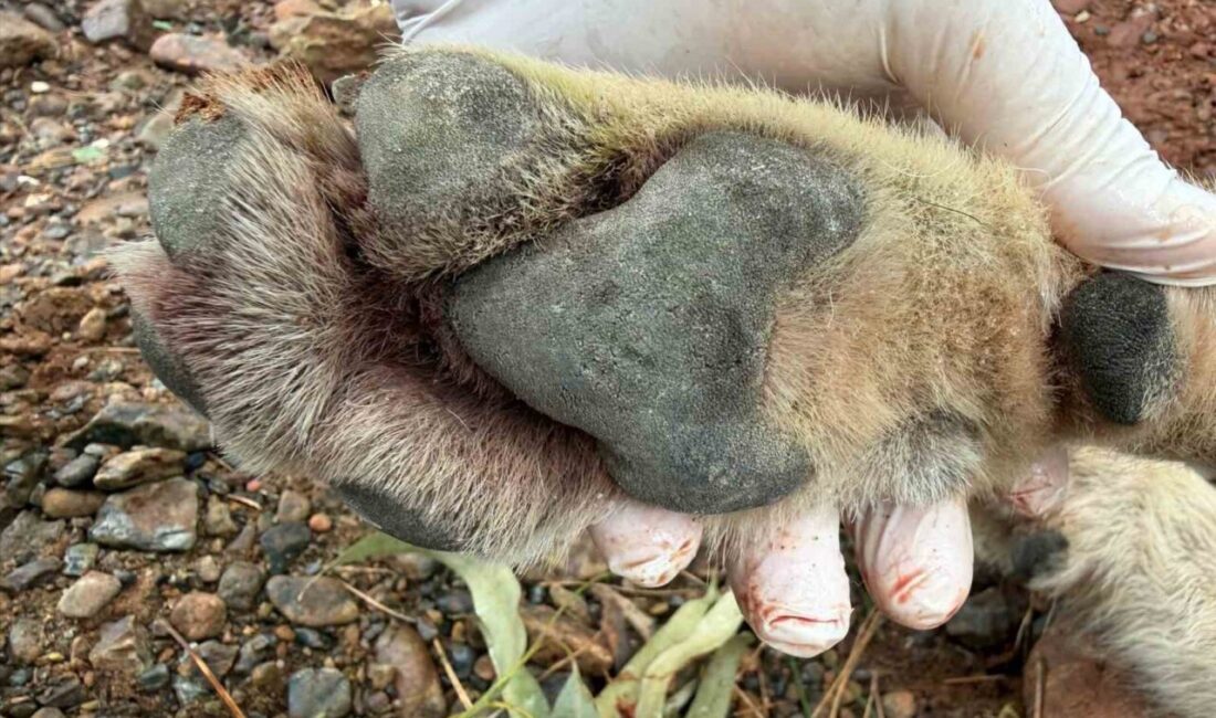 Fethiye-Antalya karayolunda gece saatlerinde bir aracın çarpması sonucu ölen genç