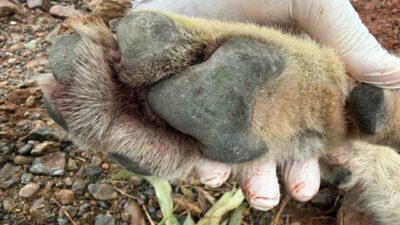 Fethiye-Antalya karayolunda gece saatlerinde bir aracın çarpması sonucu ölen genç