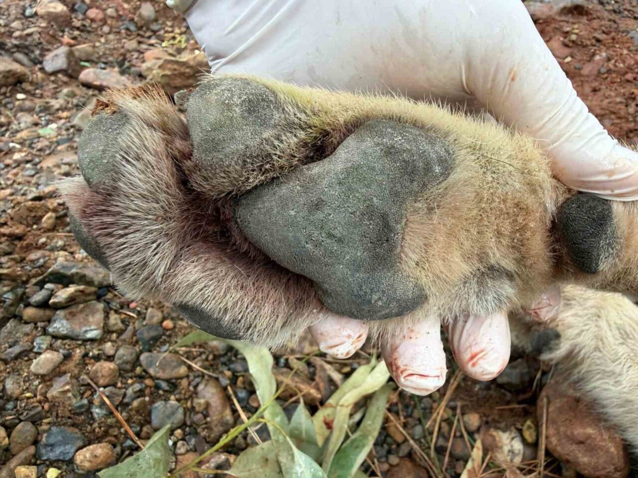 Fethiye-Antalya karayolunda gece saatlerinde bir aracın çarpması sonucu ölen genç