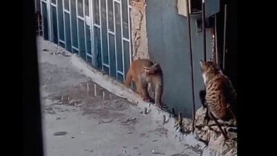 Fikirtepe’de bulundurulması yasaklı türler arasında yer alan ’Rhesus makak’ maymunu,