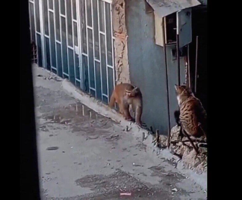 Fikirtepe’de bulundurulması yasaklı türler arasında yer alan ’Rhesus makak’ maymunu,