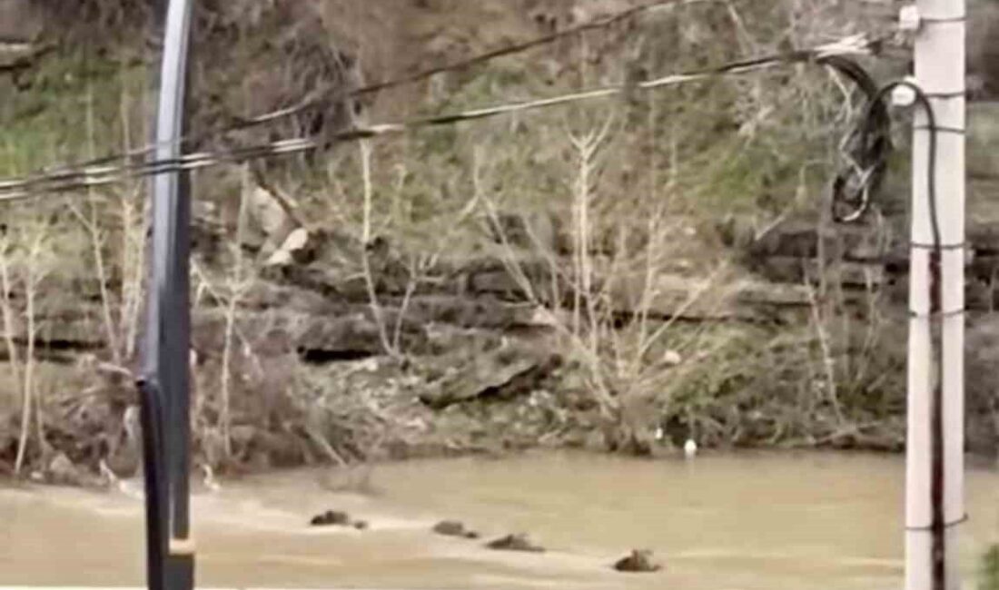 Karabük’te çaydan yüzerek karşı kıyıya geçen yaban domuzu sürüsü cep