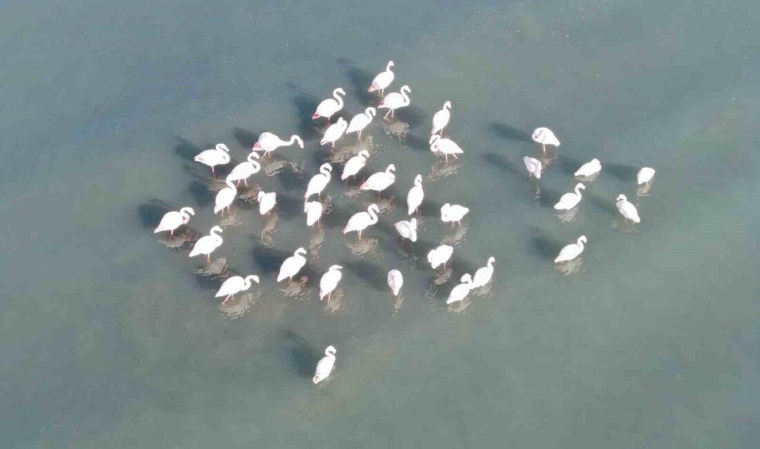 Van Gölü havzasının göçmen misafirleri flamingolar, bölgedeki sıcak hava ve