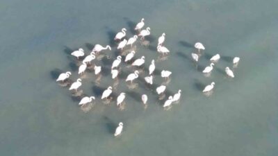 Van Gölü havzasının göçmen misafirleri flamingolar, bölgedeki sıcak hava ve