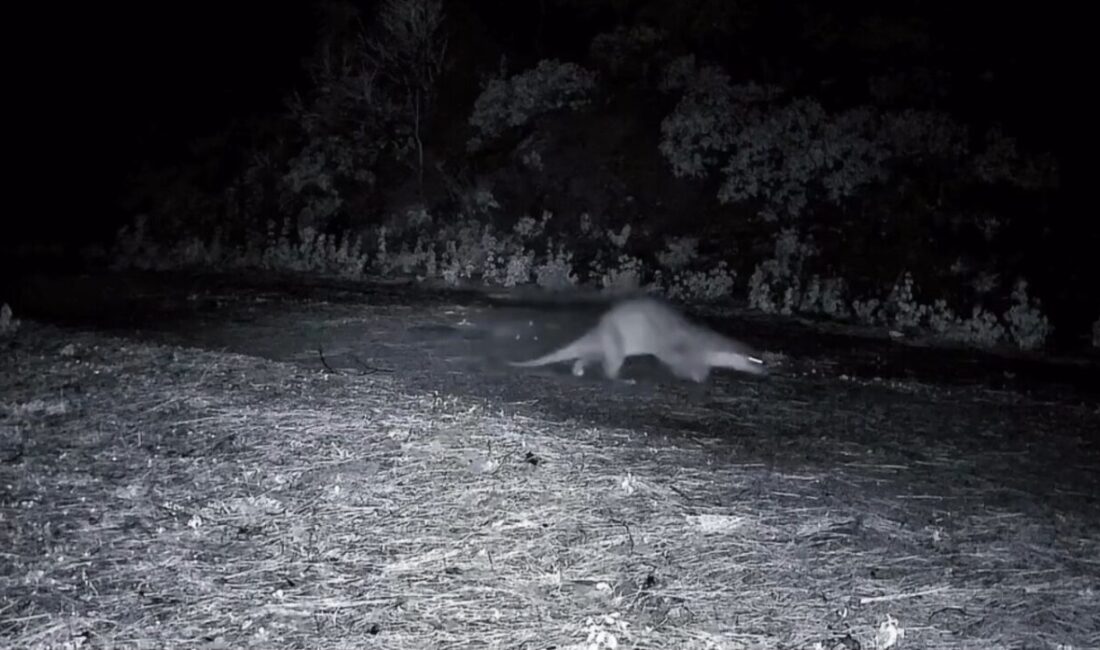 Tekirdağ’daki Ganos Dağları’nda bir su samuru, ormanlık alanda yürürken görüntülendi.