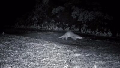 Tekirdağ’daki Ganos Dağları’nda bir su samuru, ormanlık alanda yürürken görüntülendi.