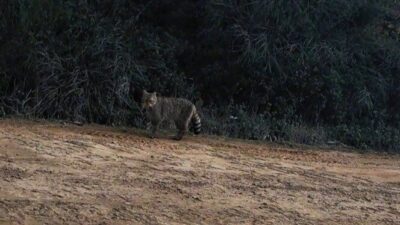 Tekirdağ’da nadir görülen yaban kedisi Ganos Dağları’ndaki fotokapana yansıdı. Ganos