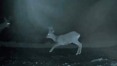 Tekirdağ’ın Ganos Dağı eteklerindeki ormanlık alanda iki karaca, oyun oynarken