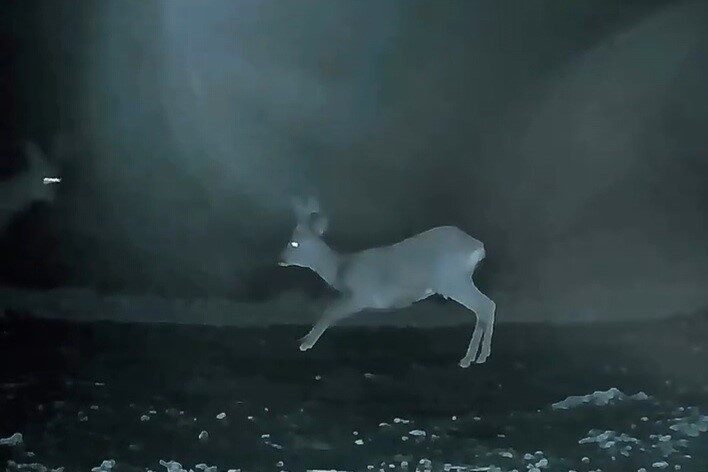 Tekirdağ’ın Ganos Dağı eteklerindeki ormanlık alanda iki karaca, oyun oynarken