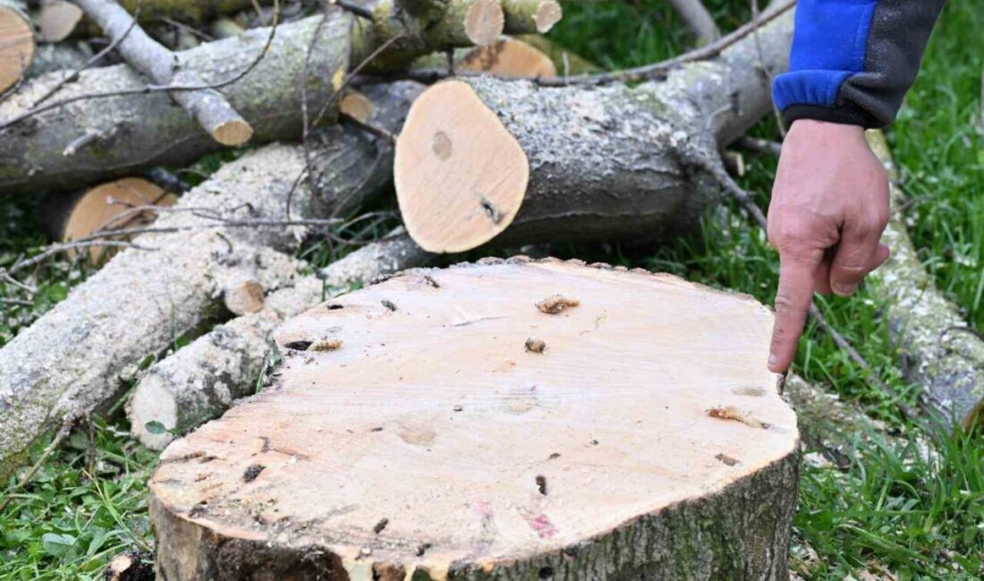 Gaziosmanpaşa Belediyesi, halk sağlığını tehdit eden teke böceğine karşı ilçe