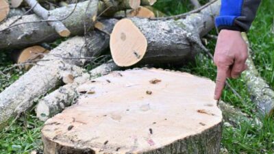 Gaziosmanpaşa Belediyesi, halk sağlığını tehdit eden teke böceğine karşı ilçe