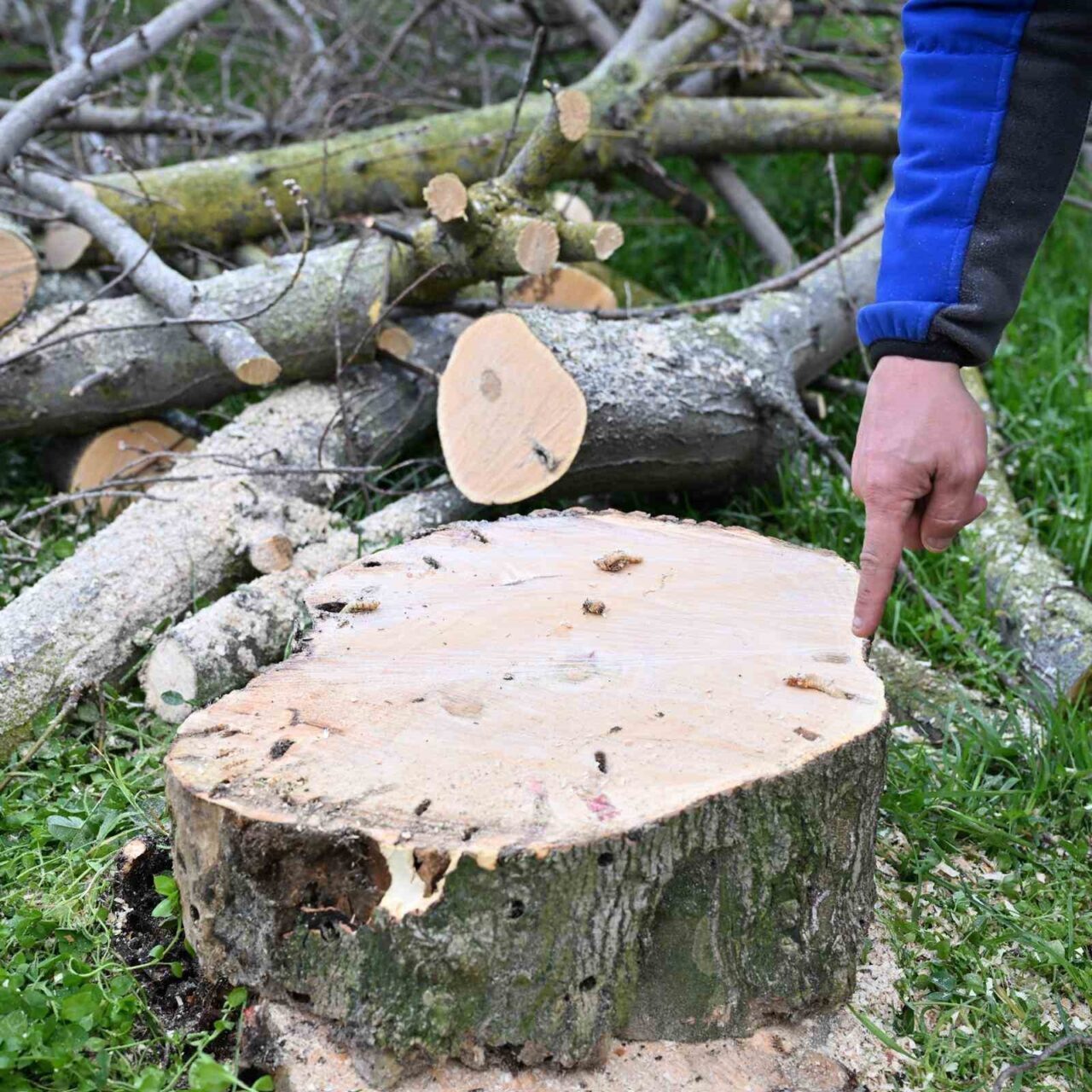 Gaziosmanpaşa Belediyesi, halk sağlığını tehdit eden teke böceğine karşı ilçe