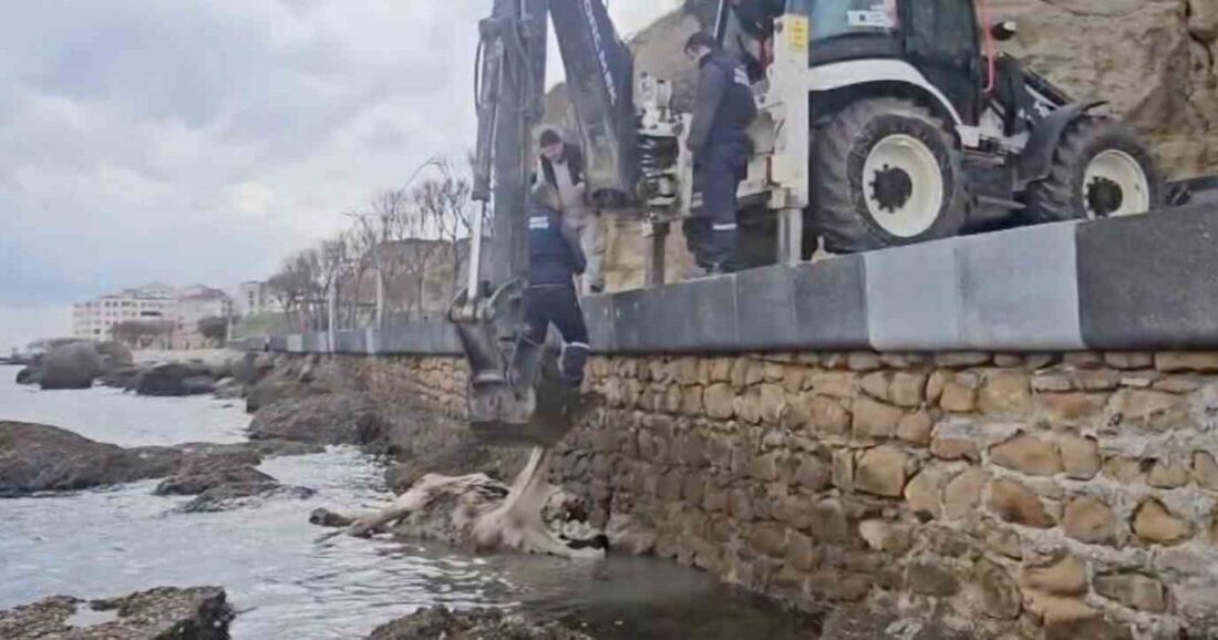 Çanakkale’nin Gelibolu ilçesinde sahile vuran ölü inek ekipler tarafından denizden