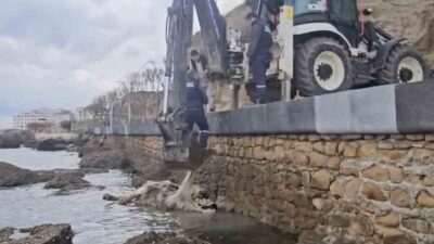 Çanakkale’nin Gelibolu ilçesinde sahile vuran ölü inek ekipler tarafından denizden