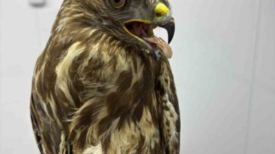 Yaban hayvanlarının kuzey ve güney yarım küreler arasında gerçekleştirdiği zorlu