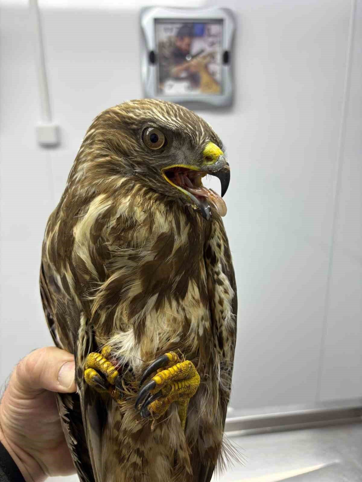 Yaban hayvanlarının kuzey ve güney yarım küreler arasında gerçekleştirdiği zorlu