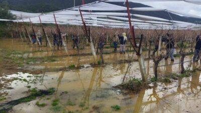 Manisa’nın Sarıgöl ilçesi ve çevresinde son günlerde etkili olan yağışlar