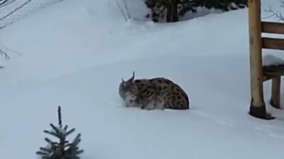 Gümüşhane’de bir evin bahçesinde vaşak görüntülendi. Doğada görülmesinin güç olduğu