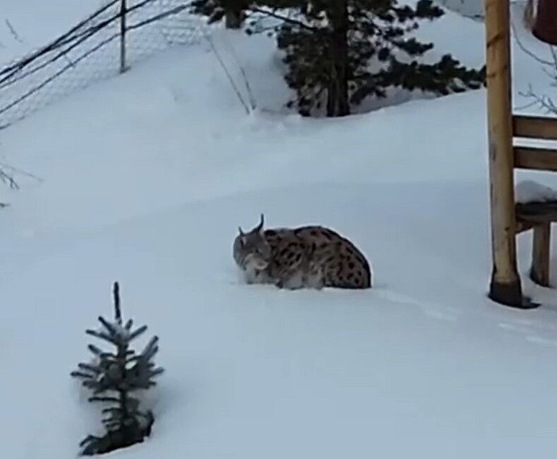 Gümüşhane’de bir evin bahçesinde vaşak görüntülendi. Doğada görülmesinin güç olduğu