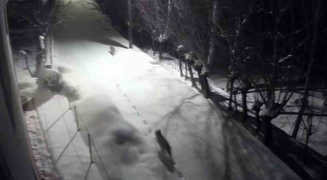 Sert kış şartları nedeniyle kırsalda besin bulmakta güçlük çekip şehir