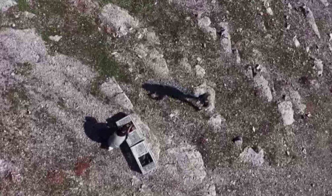 Habur Sınır Kapısında ele geçirilen 38 kınalı keklik, ekiplerin titiz