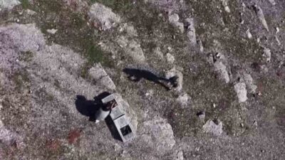 Habur Sınır Kapısında ele geçirilen 38 kınalı keklik, ekiplerin titiz