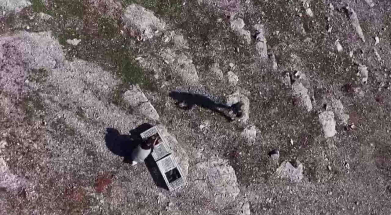 Habur Sınır Kapısında ele geçirilen 38 kınalı keklik, ekiplerin titiz