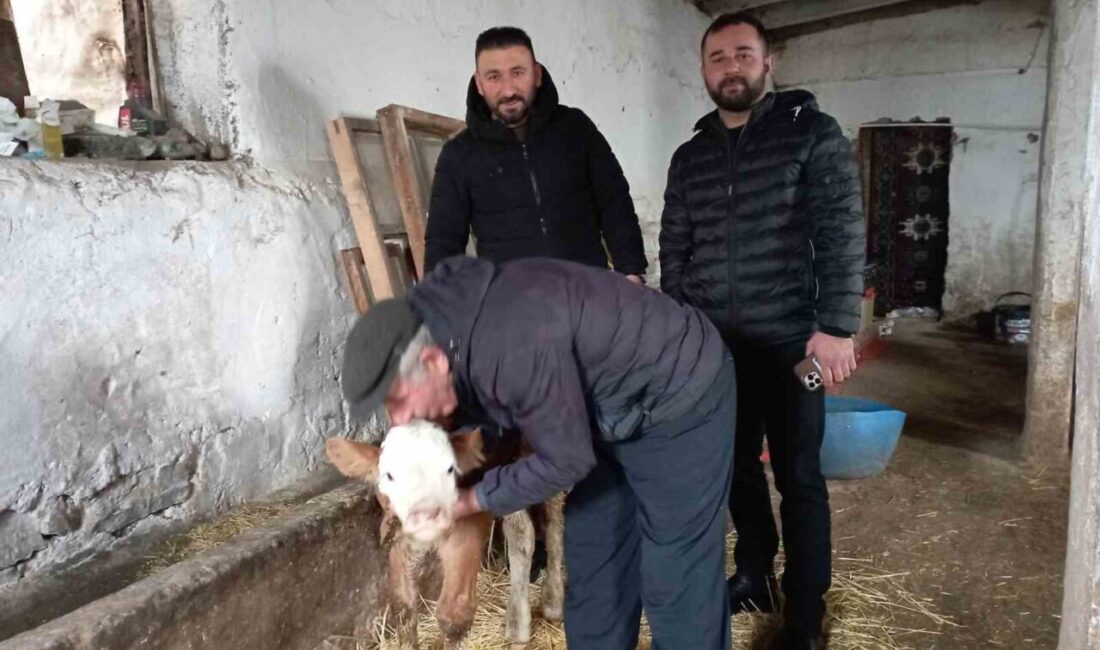 Tokat’ın Sulusaray ilçesinde bir vatandaş hastalanan buzağıya evinin balkonunda baktı.