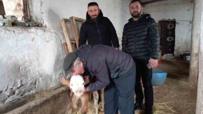 Tokat’ın Sulusaray ilçesinde bir vatandaş hastalanan buzağıya evinin balkonunda baktı.