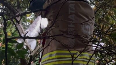 Hatay’ın İskenderun ilçesinde ağacın dallarına ayağı takılan kedi, itfaiye ekiplerince